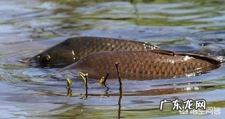 有什么好的自制钓鱼诱饵?