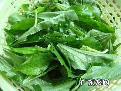 车前草有着什么样的药用价值和用途?