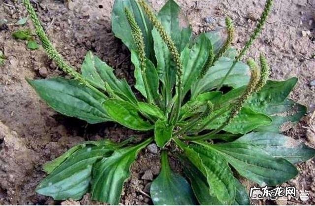 车前草有着什么样的药用价值和用途?