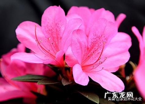 养殖杜鹃花使用什么花盆比较好?