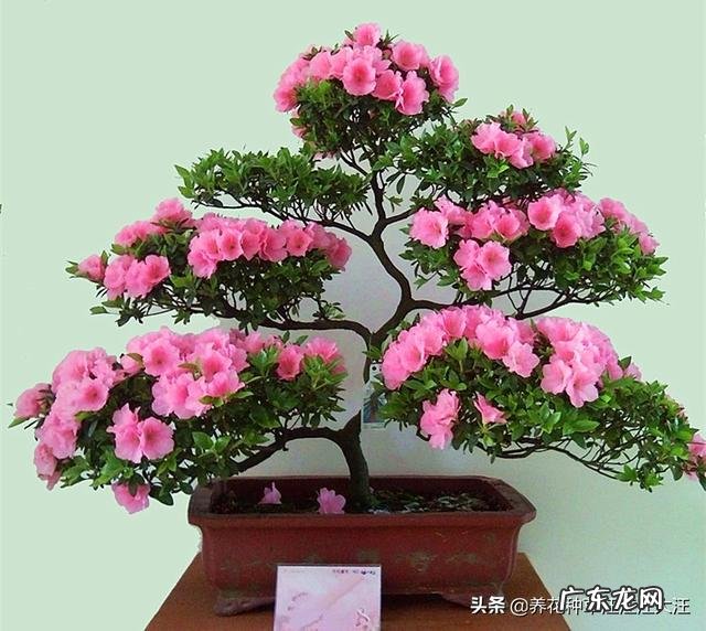 养殖杜鹃花使用什么花盆比较好?