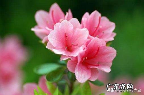 养殖杜鹃花使用什么花盆比较好?