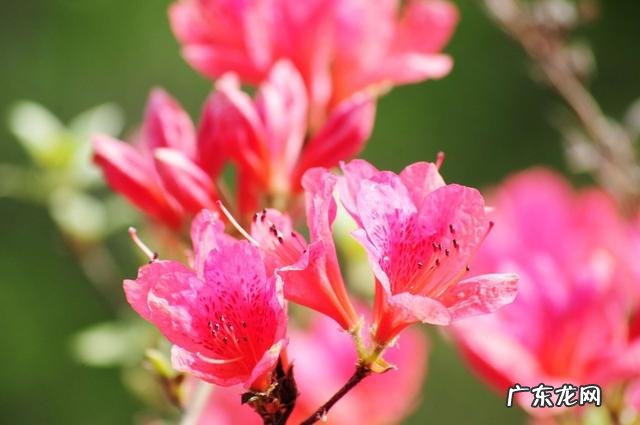 养殖杜鹃花使用什么花盆比较好?