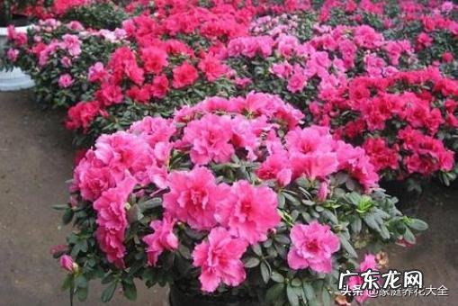 养殖杜鹃花使用什么花盆比较好？
