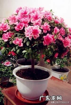 养殖杜鹃花使用什么花盆比较好?