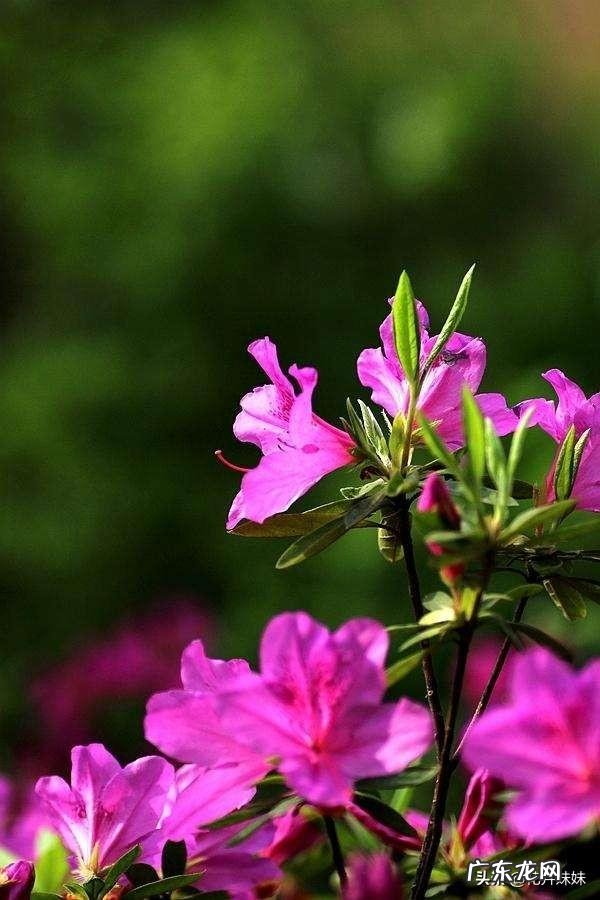 养殖杜鹃花使用什么花盆比较好?