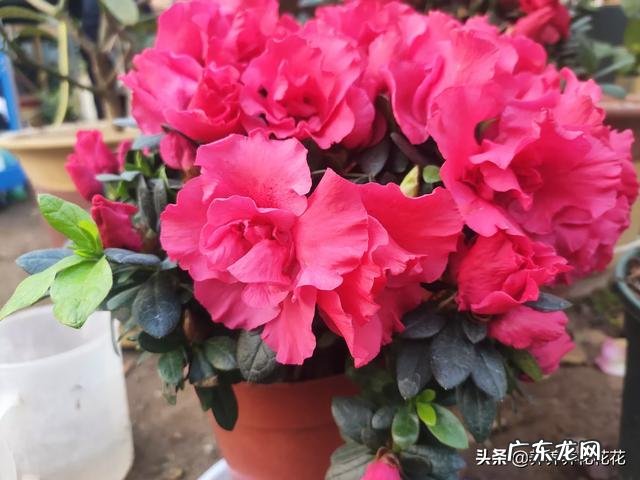 养殖杜鹃花使用什么花盆比较好?