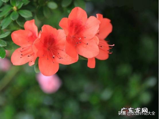 养殖杜鹃花使用什么花盆比较好?