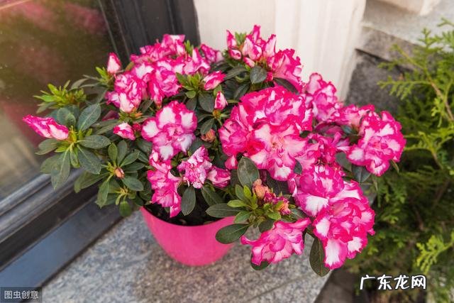 养殖杜鹃花使用什么花盆比较好?