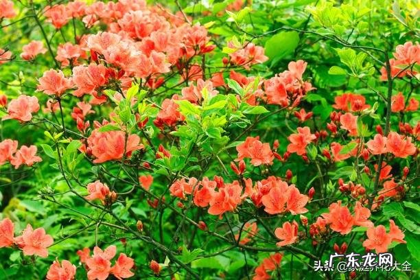 养殖杜鹃花使用什么花盆比较好?