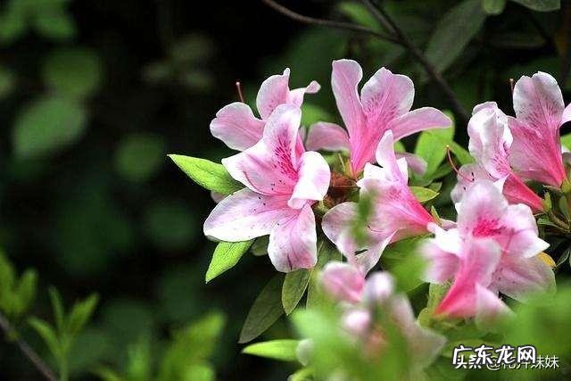 养殖杜鹃花使用什么花盆比较好?