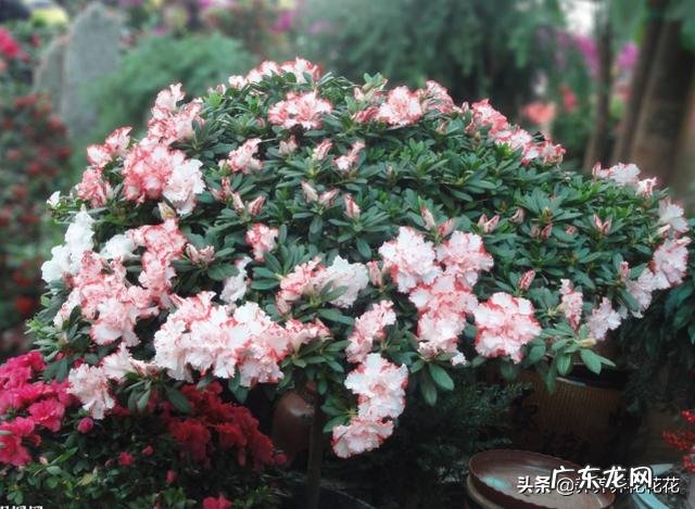 养殖杜鹃花使用什么花盆比较好?