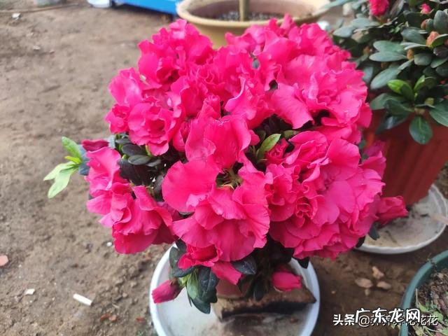 养殖杜鹃花使用什么花盆比较好?