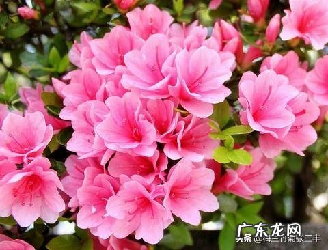 养殖杜鹃花使用什么花盆比较好?