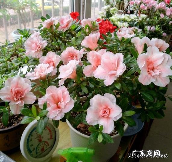 养殖杜鹃花使用什么花盆比较好?