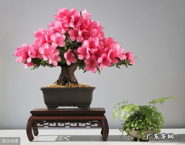 养殖杜鹃花使用什么花盆比较好?