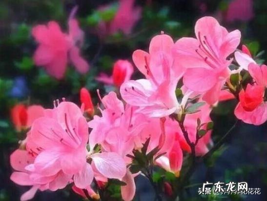 养殖杜鹃花使用什么花盆比较好?
