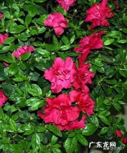 养殖杜鹃花使用什么花盆比较好?