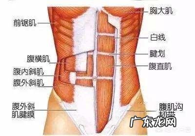 一天100个健腹轮，多久能练出腹肌？