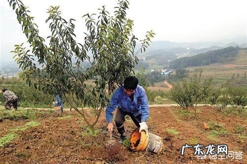 李子果太酸用啥肥料好?
