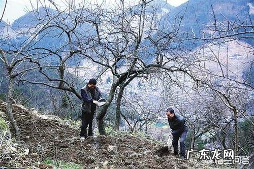 李子果太酸用啥肥料好?