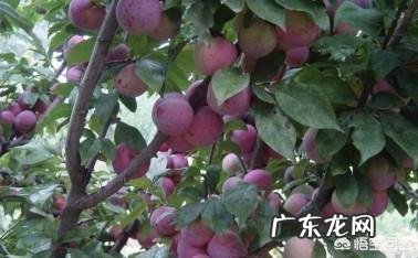 李子果太酸用啥肥料好?