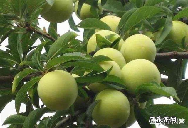 李子果太酸用啥肥料好?