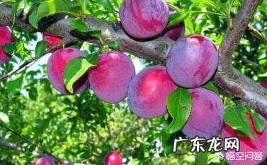 李子果太酸用啥肥料好?