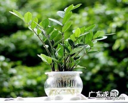 金钱树可以种室内吗，如何种？