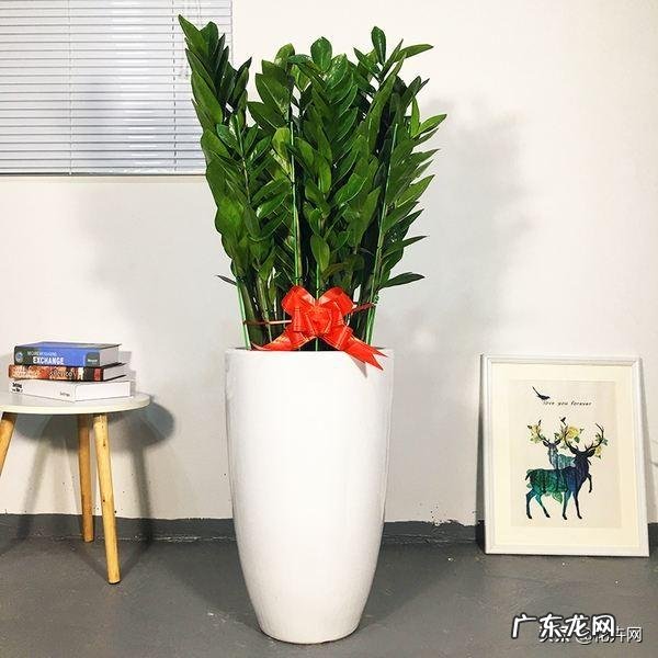 金钱树可以种室内吗，如何种？