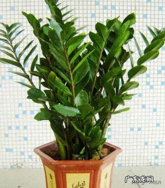 金钱树可以种室内吗,如何种?