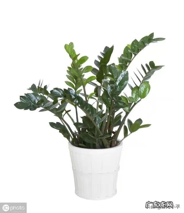 金钱树可以种室内吗，如何种？