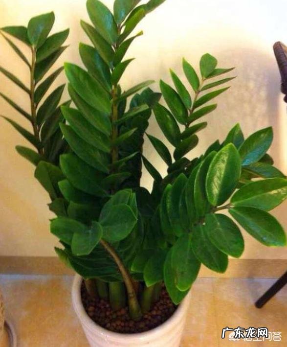 金钱树可以种室内吗,如何种?