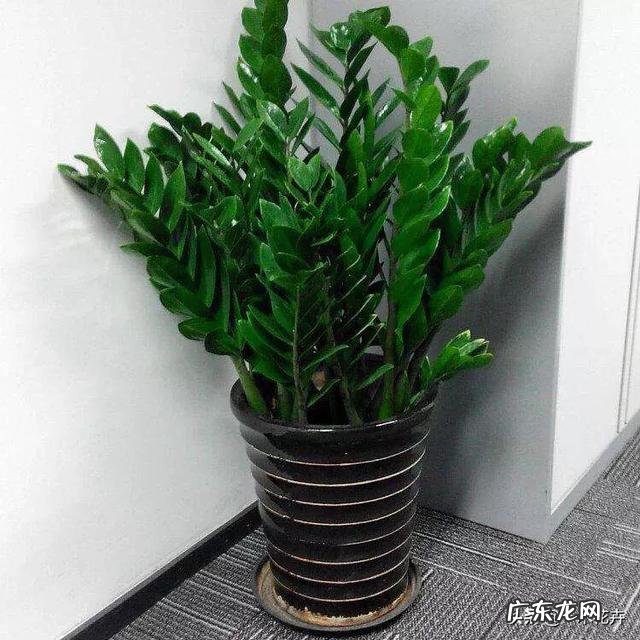 金钱树可以种室内吗,如何种?