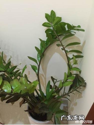 金钱树可以种室内吗,如何种?