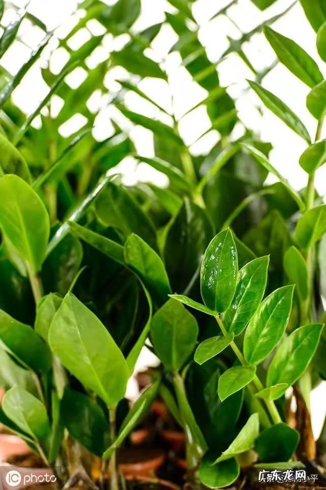 金钱树可以种室内吗，如何种？