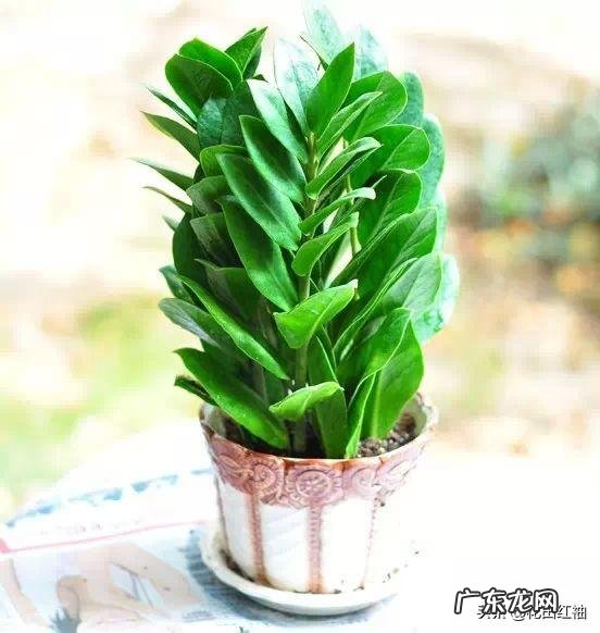 金钱树可以种室内吗,如何种?