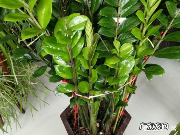 金钱树可以种室内吗,如何种?