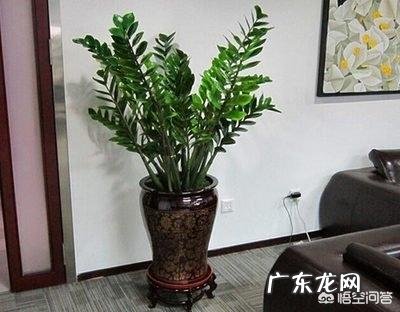 金钱树可以种室内吗,如何种?