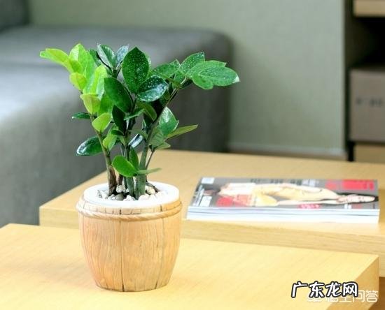 金钱树可以种室内吗,如何种?