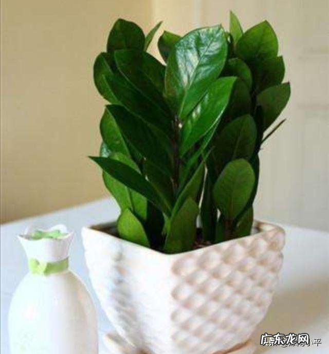 金钱树可以种室内吗,如何种?