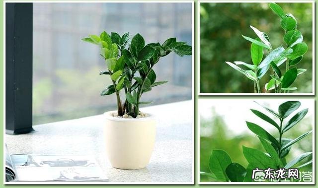 金钱树可以种室内吗，如何种？