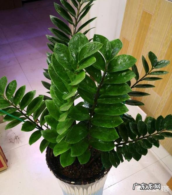 金钱树可以种室内吗,如何种?