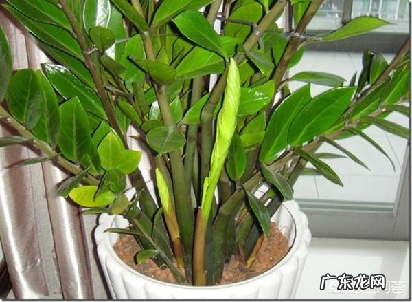 金钱树可以种室内吗,如何种?