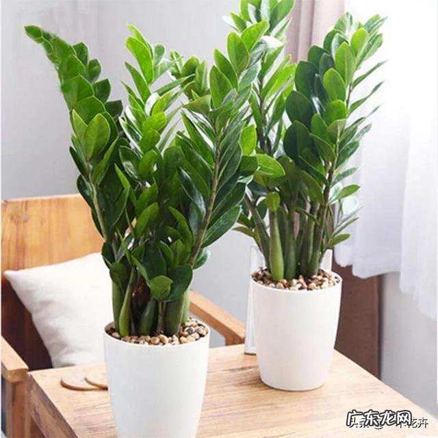 金钱树可以种室内吗,如何种?