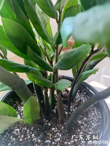金钱树可以种室内吗，如何种？