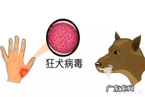 狂犬病发作了还有救吗?