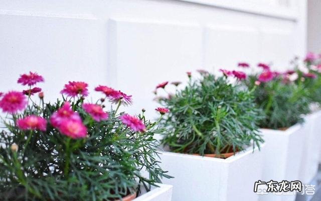 我要怎样养花？