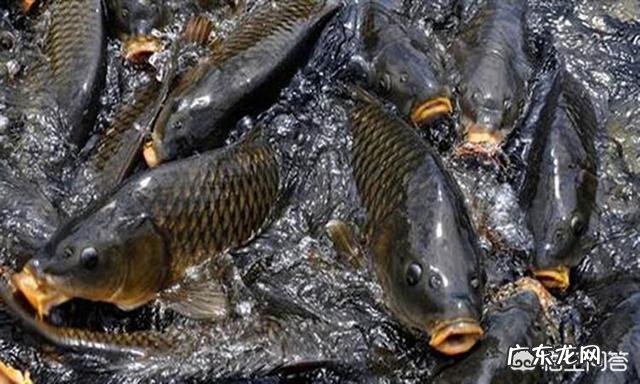 野外钓鱼时,水面上会有大鲤鱼跳出水面,这种鲤鱼能钓到吗?怎么钓?