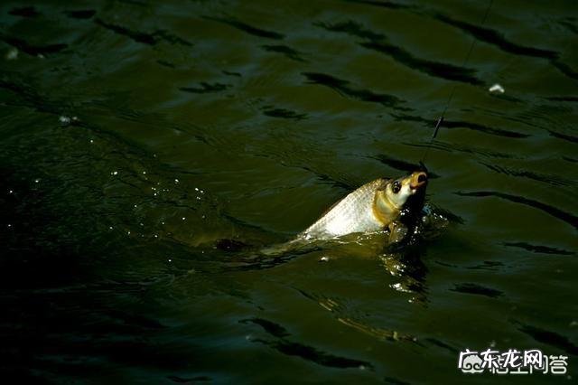 野外钓鱼时,水面上会有大鲤鱼跳出水面,这种鲤鱼能钓到吗?怎么钓?